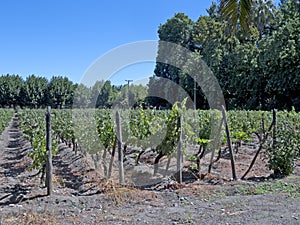 Wine industry in Maipo valley, Chile photo