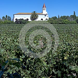 Wine industry in Maipo valley, Chile photo