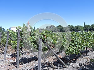 Wine industry in Maipo valley, Chile photo