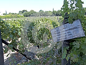 Wine industry in Maule valley, Chile photo