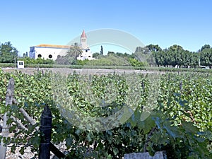 Wine industry in Maule valley, Chile