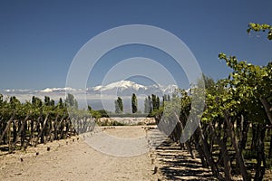 Wine landscape