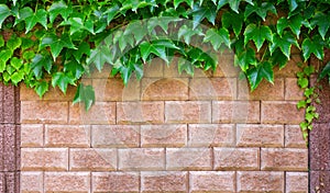 Wine leaves draped over a bright mediterran stone wall