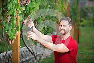 Wine maker, grapes harvest. Vinedresser cutting grapes bunch. male vineyard owner. Man harvester cutting grapes from