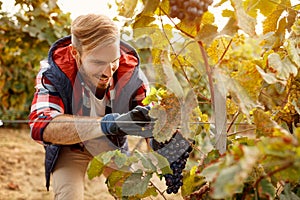 Wine maker picking black grapes on autumn vineyard