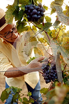 Wine maker picking red wine grapes on vine