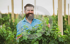 Wine making concept. Man grabbing grape in vineyard. Harvester cutting bunch of grapes.