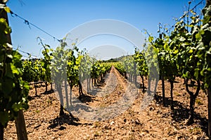 Wine making grape vine vineyard in sunny southern France with gravel soil