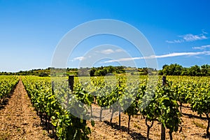 Wine making grape vine vineyard in sunny southern France with gravel soil