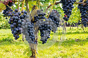 Wine making in Netherlands, ripe black red wine grape ready for harvest on Dutch vineyards in Betuwe, Gelderland