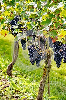 Wine making in Netherlands, ripe black red wine grape ready for harvest on Dutch vineyards in Betuwe, Gelderland