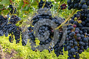 Wine making in Netherlands, ripe black red wine grape ready for harvest on Dutch vineyards in Betuwe, Gelderland