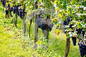 Wine making in Netherlands, ripe black red wine grape ready for harvest on Dutch vineyards in Betuwe, Gelderland