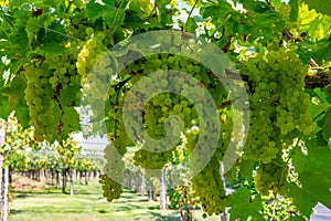 Wine making in Netherlands, ripe black red wine grape ready for harvest on Dutch vineyards in Betuwe, Gelderland