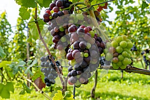 Wine making in Netherlands, ripe black red wine grape ready for harvest on Dutch vineyards in Betuwe, Gelderland