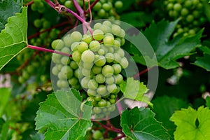 Wine making in Netherlands, ripe black red wine grape ready for harvest on Dutch vineyards in Betuwe, Gelderland