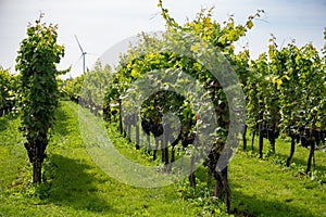 Wine making in Netherlands, ripe black red wine grape ready for harvest on Dutch vineyards in Betuwe, Gelderland