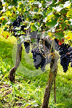 Wine making in Netherlands, ripe black red wine grape ready for harvest on Dutch vineyards in Betuwe, Gelderland