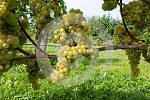 Wine making in Netherlands, ripe white and rose wine grape Cabernet Blanc ready for harvest on Dutch vineyards in Betuwe,
