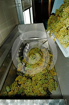 Wine making: pressing of grapes