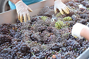 Wine making process