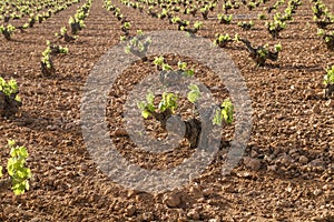 Wine making vineyards in La Mancha, Spain