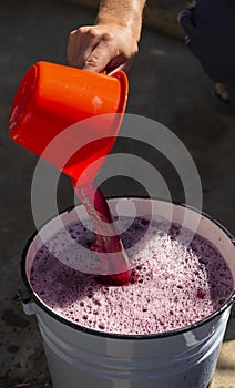 Wine making. The winemaker extracts the must from the container for further processing.