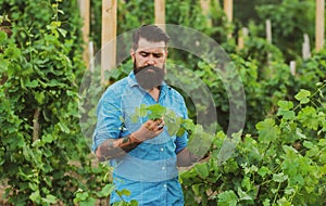 Wine making. Young man grabbing grape in vineyard. Harvester cutting bunch of grapes in vineyard rows.