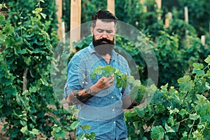 Wine making. Young man grabbing grape in vineyard. Harvester cutting bunch of grapes in vineyard rows.