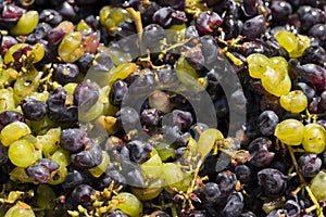 Wine material, grape juice - must, stum, maun.