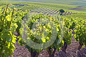 Wine Mountains in rural La Rioja, Spain