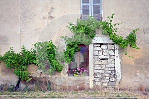 Wine plant ranking over the window on a building