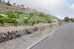 Wine plants growing next to the road in Santorini