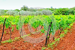 Wine plants