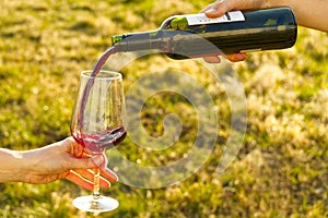 Wine pouring from bottle, outdoor picnic. Pouring red wine into a glass in the garden. Garden Party