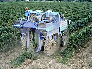 Wine producer in his vineyard harvesting grapes