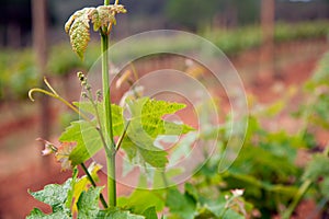 Wine producing, vine fields. Close-up vine leaves.