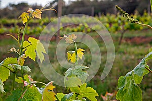 Wine producing, vine fields. Close-up vine leaves.