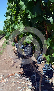 Wine production