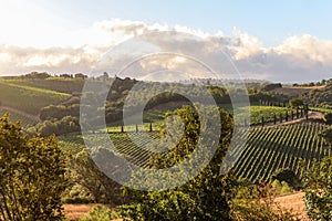 Wine production with ripe grapes before harvest in an old vineyard with winery in the tuscany wine growing area near Montepulciano