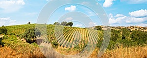 Wine production with ripe grapes before harvest in an old vineyard with winery in the tuscany wine growing area near Montepulciano