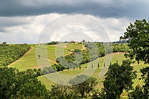 Wine production with ripe grapes before harvest in an old vineyard with winery in the tuscany wine growing area near Montepulciano