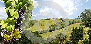 Wine production with ripe grapes before harvest in an old vineyard with winery in the tuscany wine growing area near Montepulciano