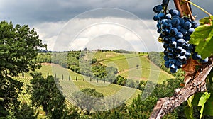 Wine production with ripe grapes before harvest in an old vineyard with winery in the tuscany wine growing area near Montepulciano