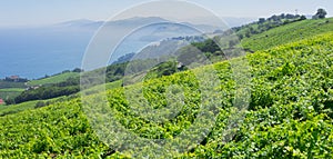 Wine production, vineyard landscape in Getaria