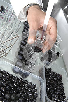 Wine quality control testing in modern laboratory