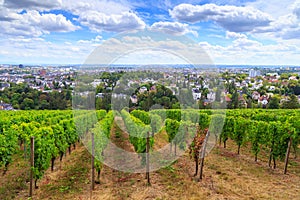 Wine ranks over Wiesbaden photo