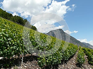 Wine ranks of switzerland saillon