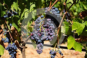 Wine red grape, ripe on the vines and ready to harvest and wine