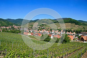 Wine Region in Alsace photo